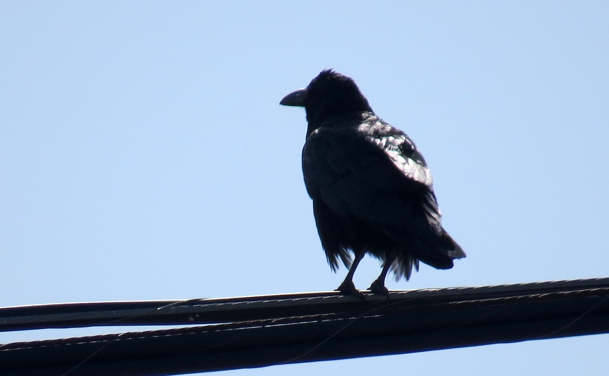 Common Raven - Paula Lawrence