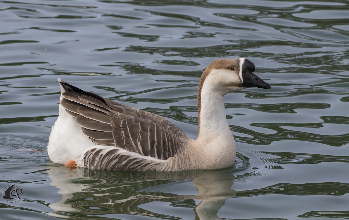Swan Goose (Domestic type) - Caleb Putnam