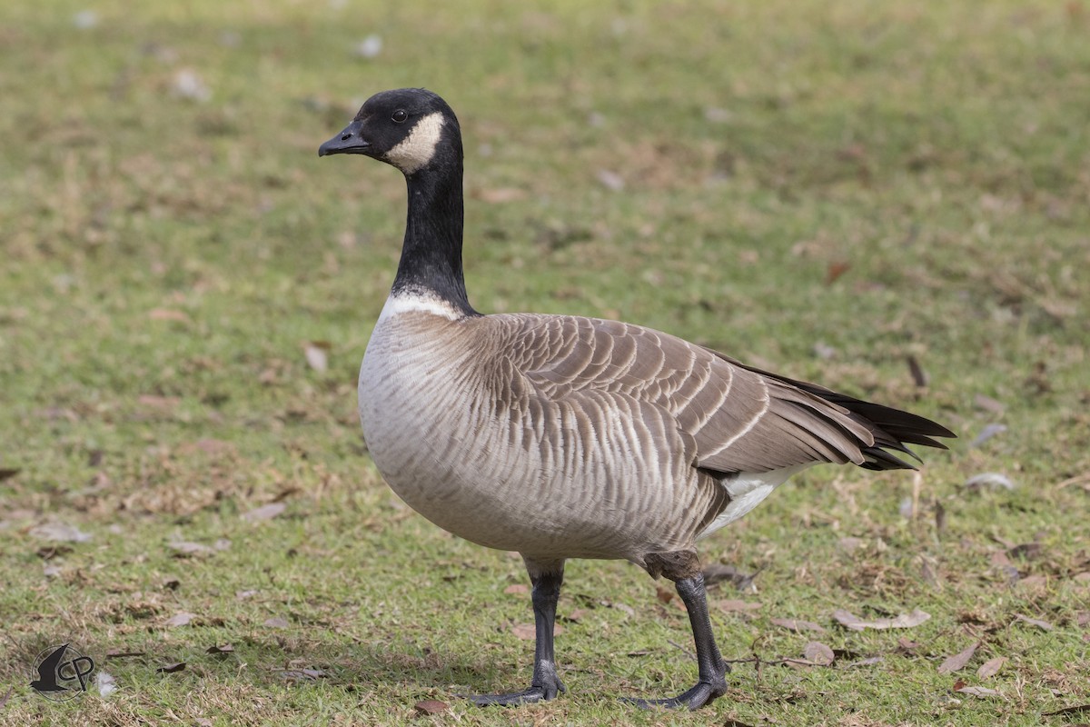 Cackling Goose (Aleutian) - ML90668751