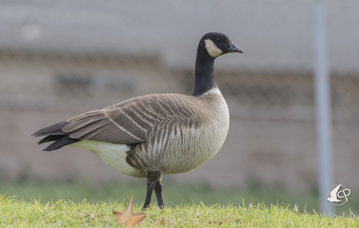 Cackling Goose (Aleutian) - ML90668811