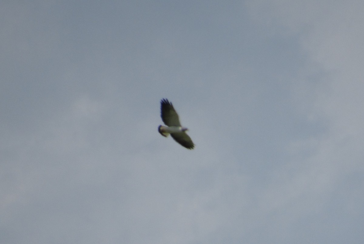 White-tailed Hawk - Curtis Dykstra