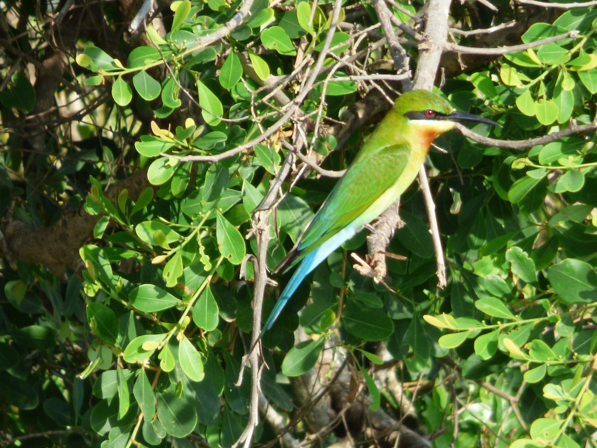 Blue-tailed Bee-eater - ML90672151