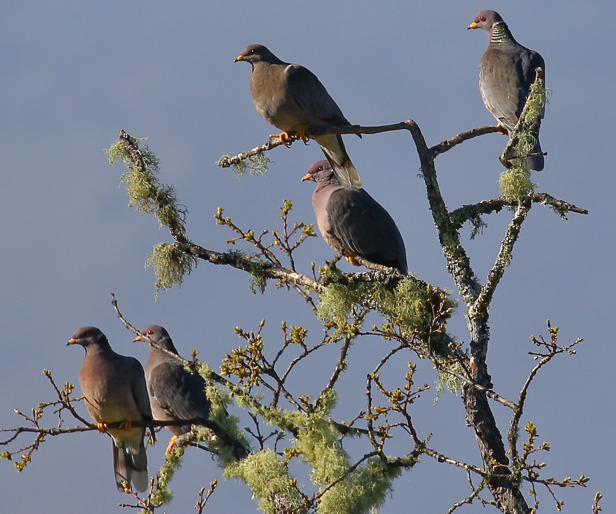 Band-tailed Pigeon - Kent Leland