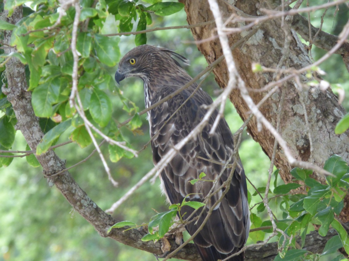Changeable Hawk-Eagle (Crested) - Rustom Jamadar
