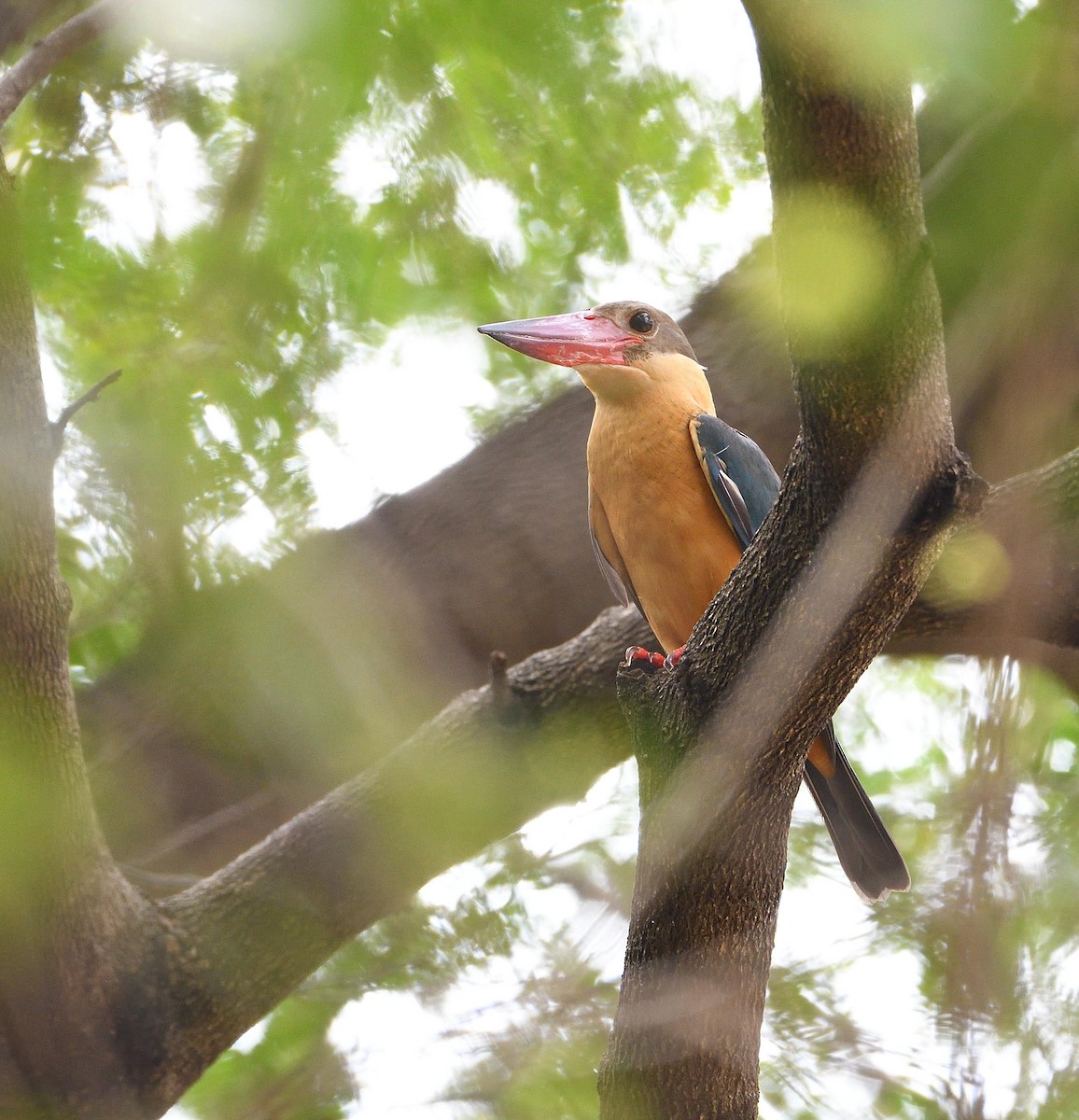 Stork-billed Kingfisher - Avinash Rao