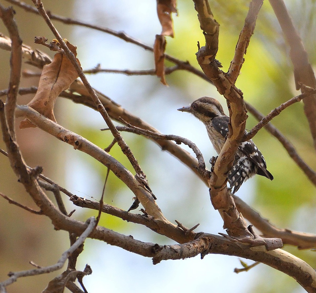 Brown-capped Pygmy Woodpecker - Avinash Rao