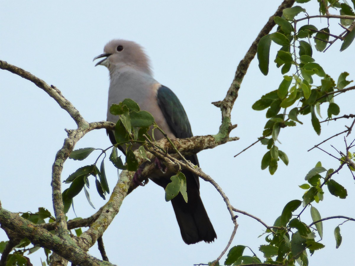 Green Imperial-Pigeon - ML90674011