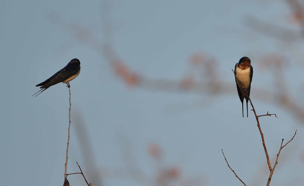 Barn Swallow - Avinash Rao