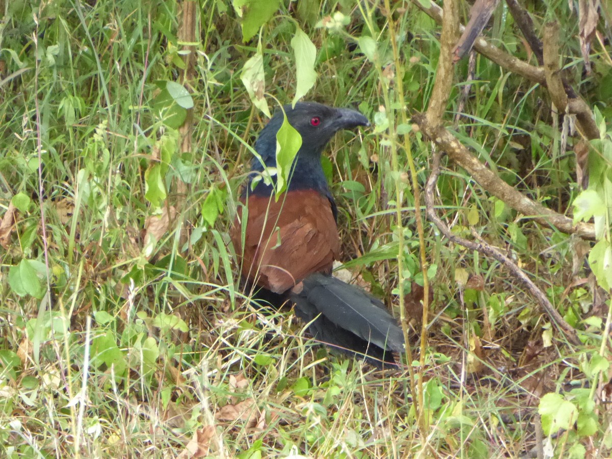 Greater Coucal (Southern) - ML90674081