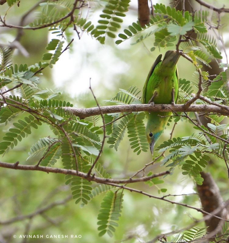 Jerdon's Leafbird - Avinash Rao