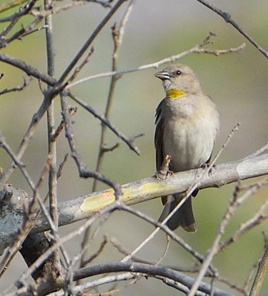 Yellow-throated Sparrow - Avinash Rao