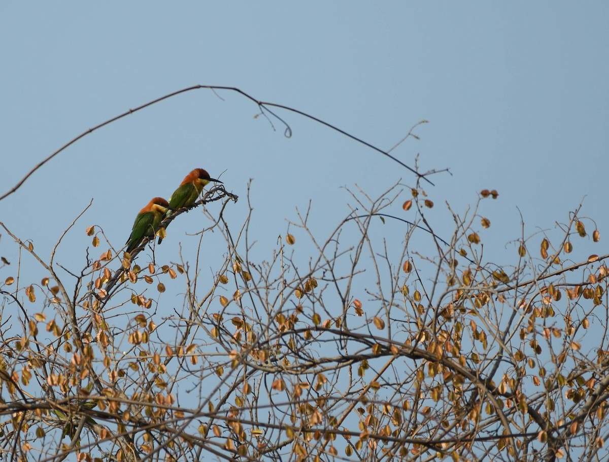 Chestnut-headed Bee-eater - Avinash Rao