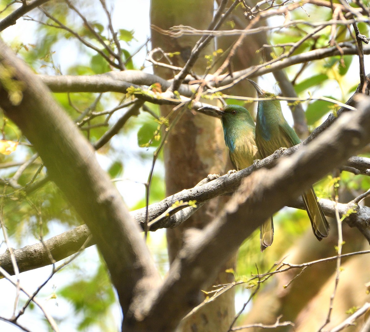 Blue-bearded Bee-eater - Avinash Rao