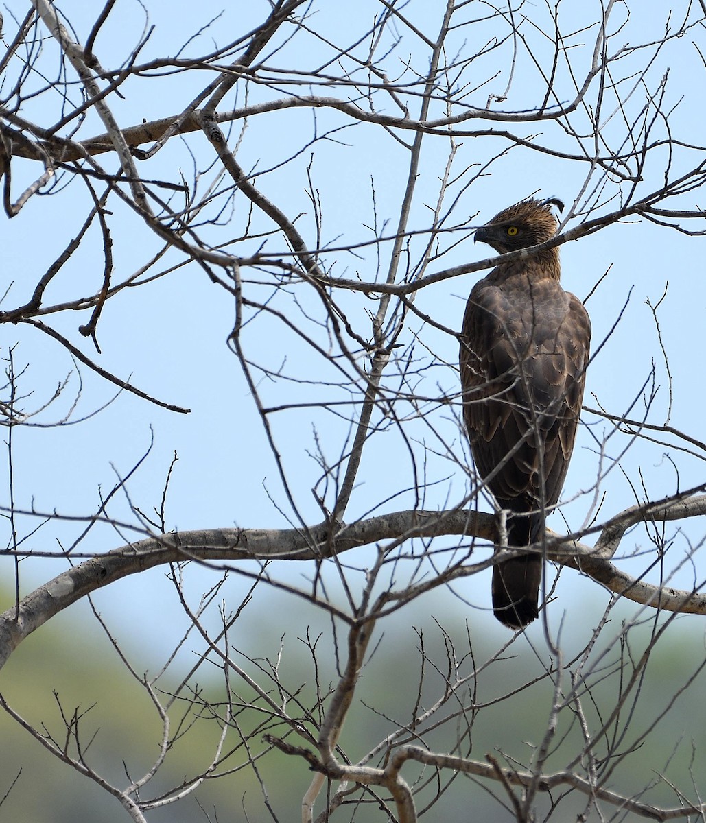 Changeable Hawk-Eagle (Crested) - Avinash Rao