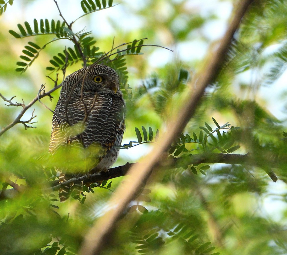 Jungle Owlet - Avinash Rao