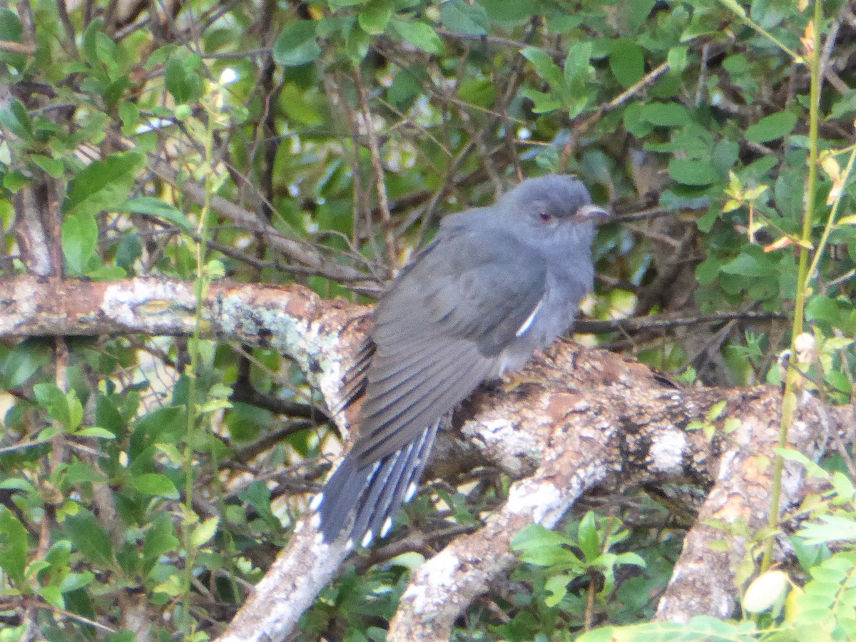 Gray-bellied Cuckoo - ML90675361