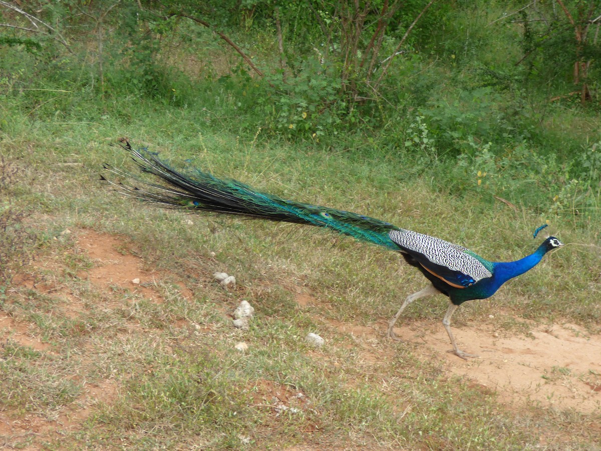 Indian Peafowl - ML90676041