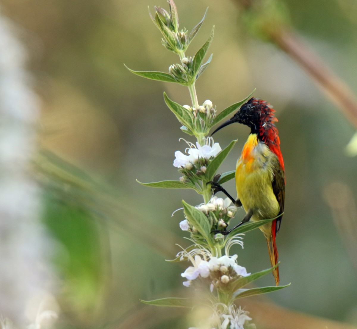 Fire-tailed Sunbird - Paras Raj Bora