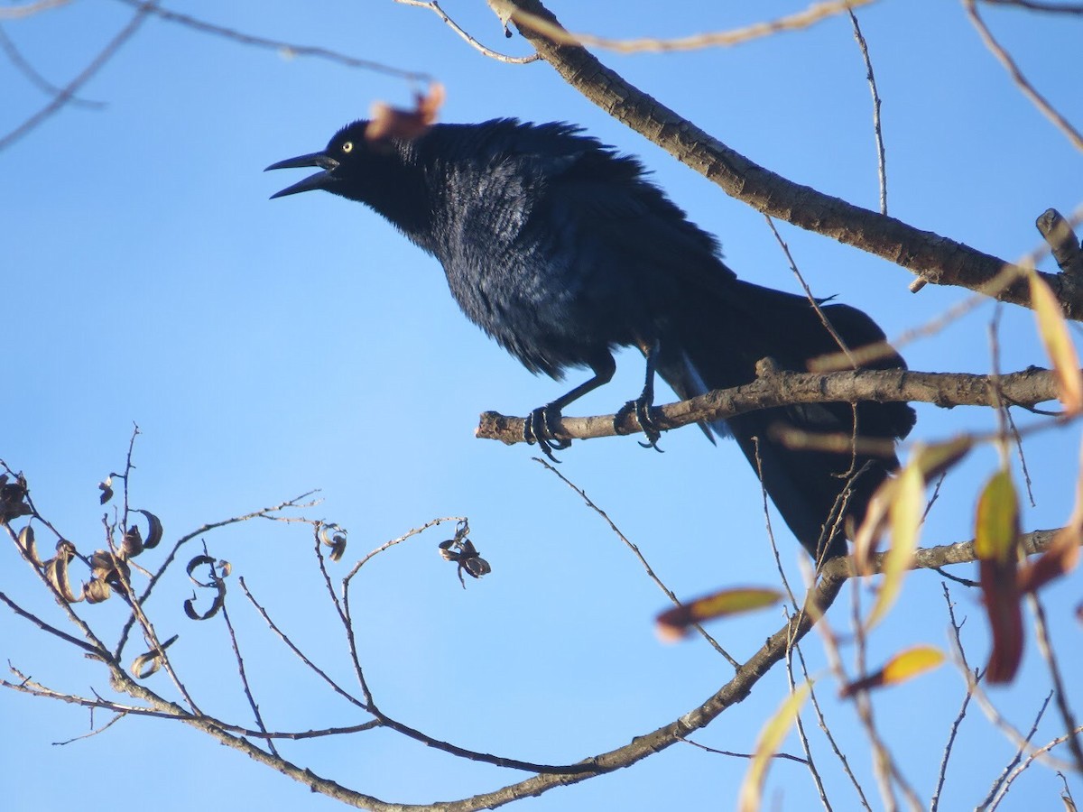 Great-tailed Grackle - ML90676561