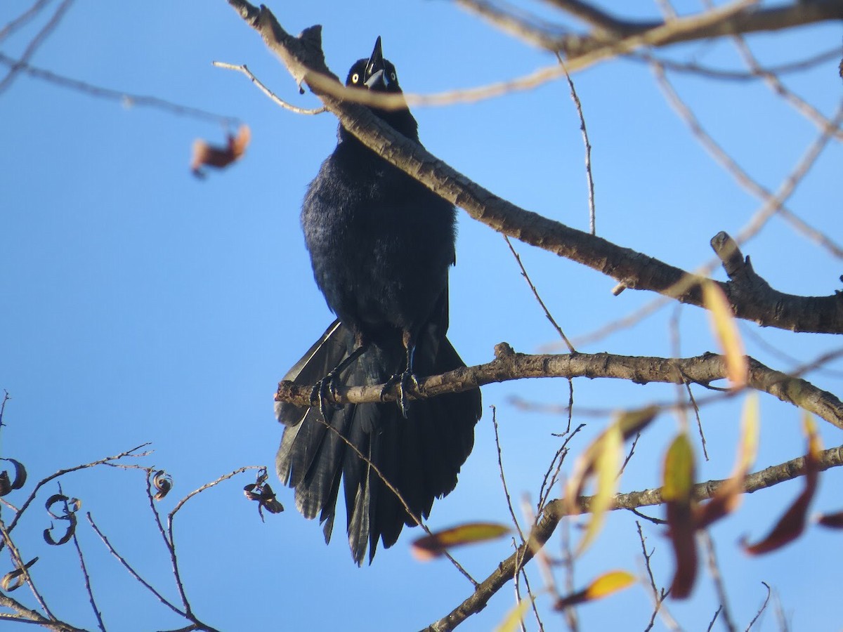 Great-tailed Grackle - ML90676571