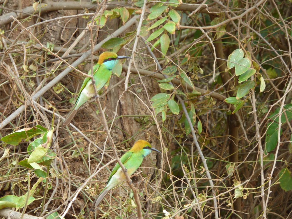 Asian Green Bee-eater - ML90676691