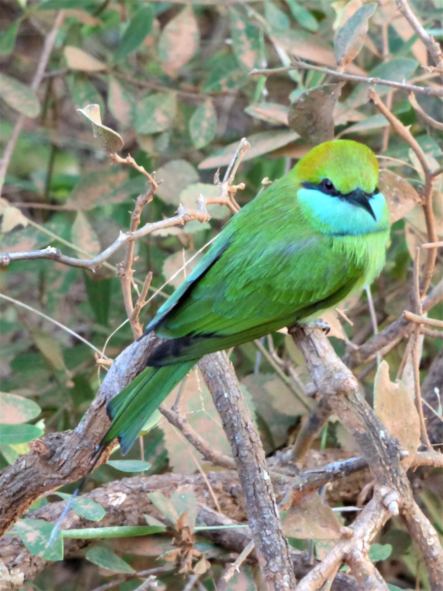 Asian Green Bee-eater - ML90676741