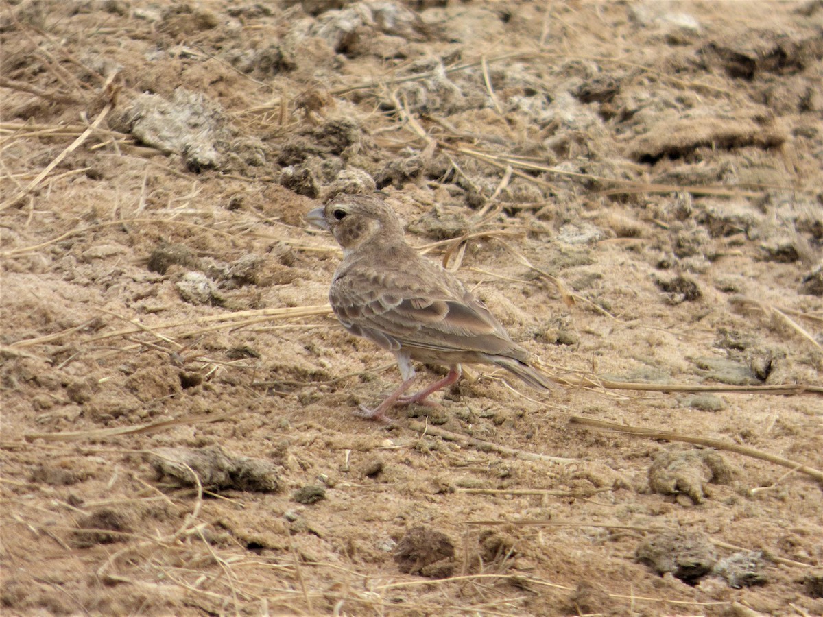 Ashy-crowned Sparrow-Lark - ML90677221