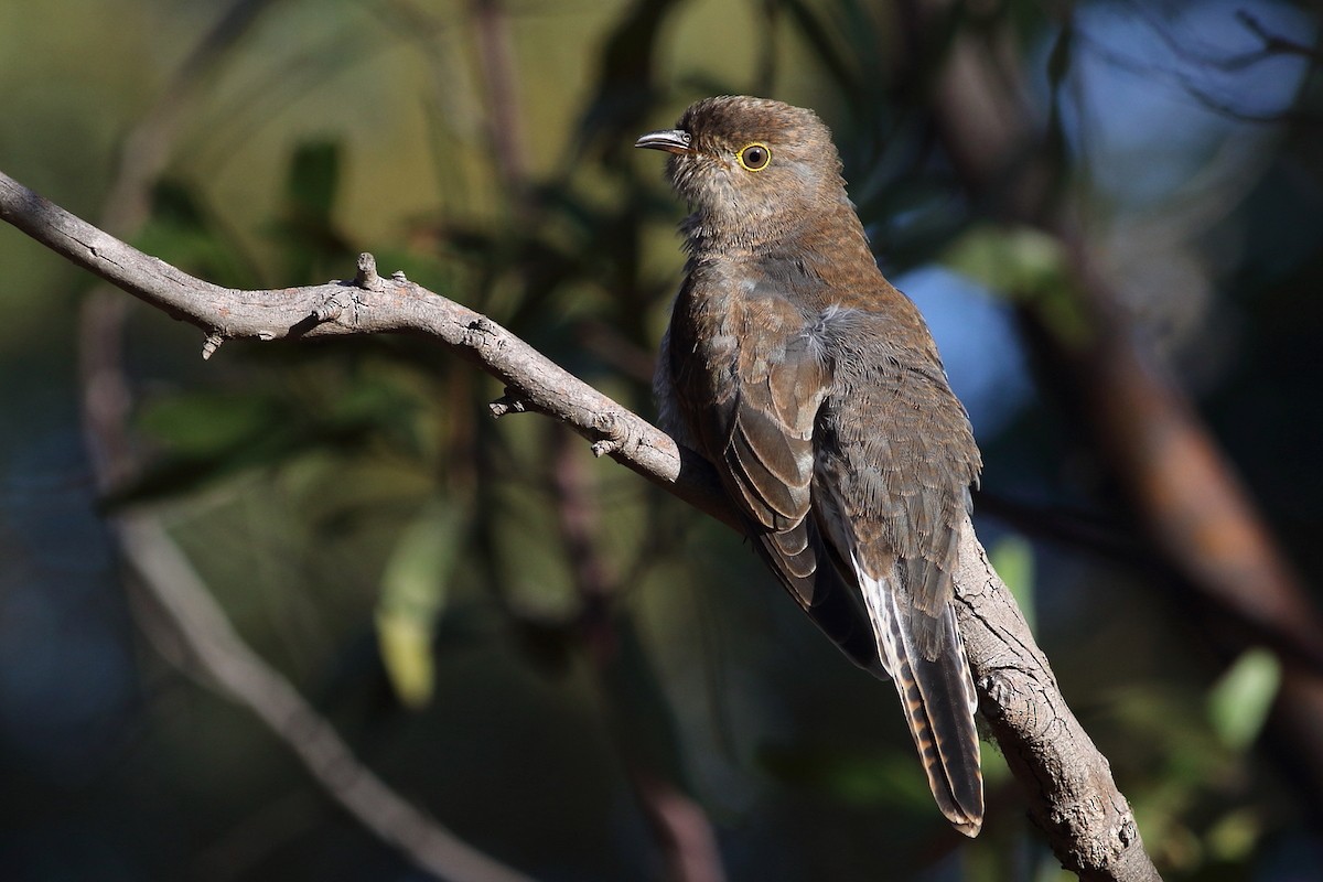 Fan-tailed Cuckoo - Leigh Pieterse