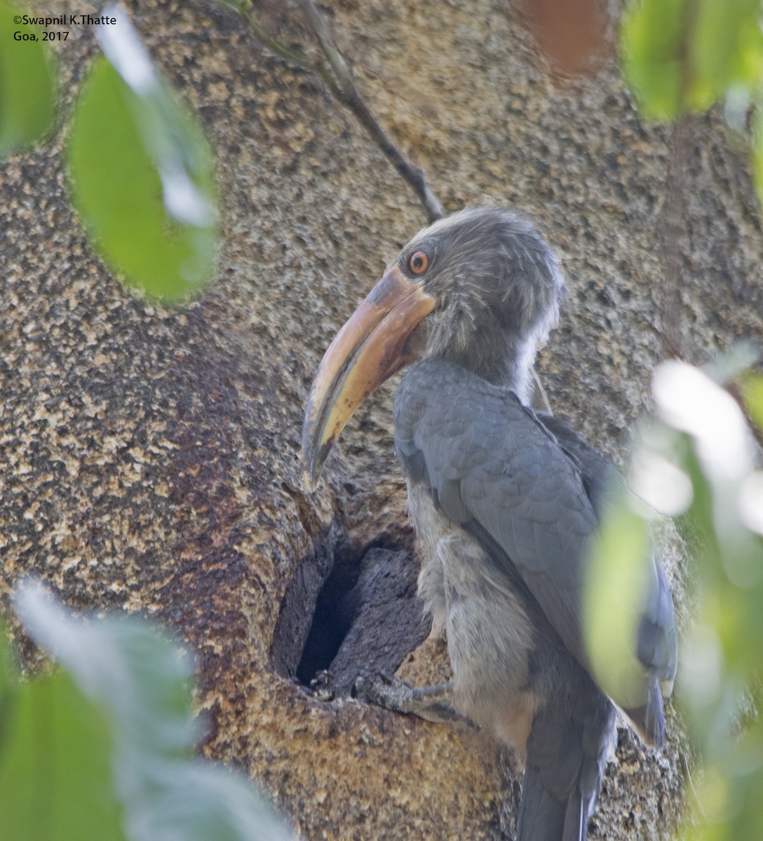 Malabar Gray Hornbill - Swapnil Thatte