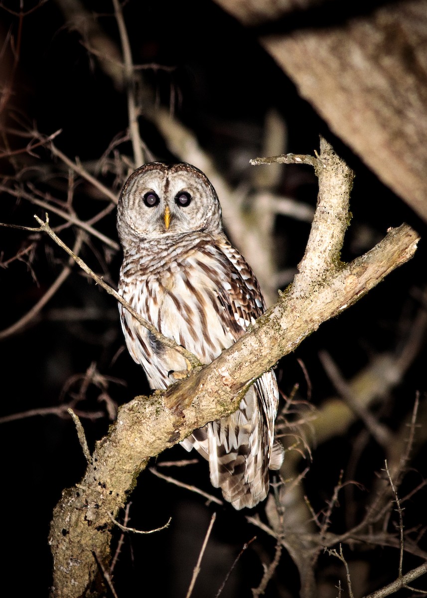 Barred Owl - ML90680371