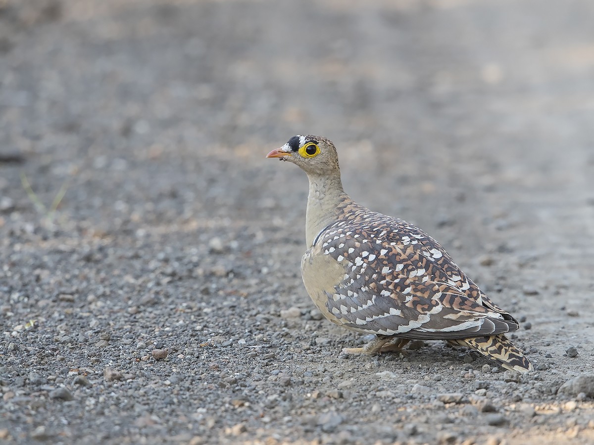 Double-banded Sandgrouse - Niall D Perrins