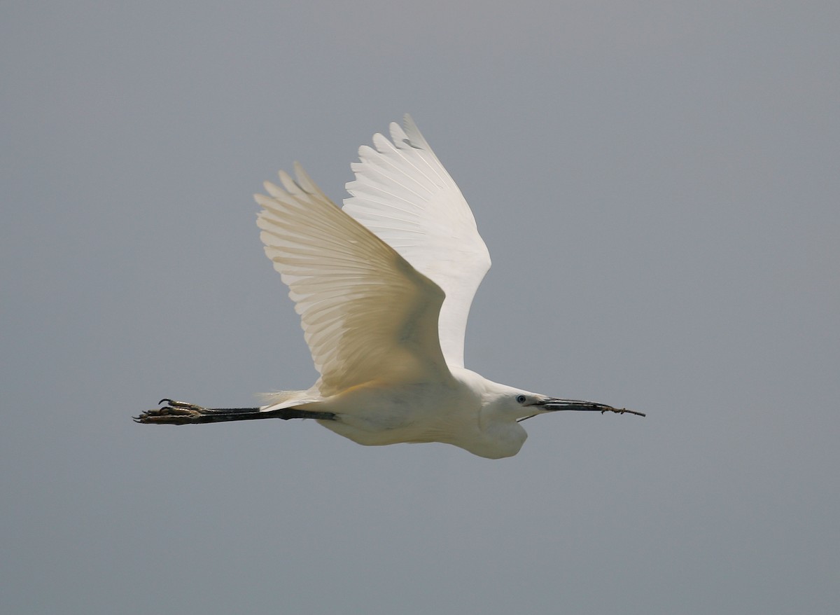 Little Egret - Neoh Hor Kee
