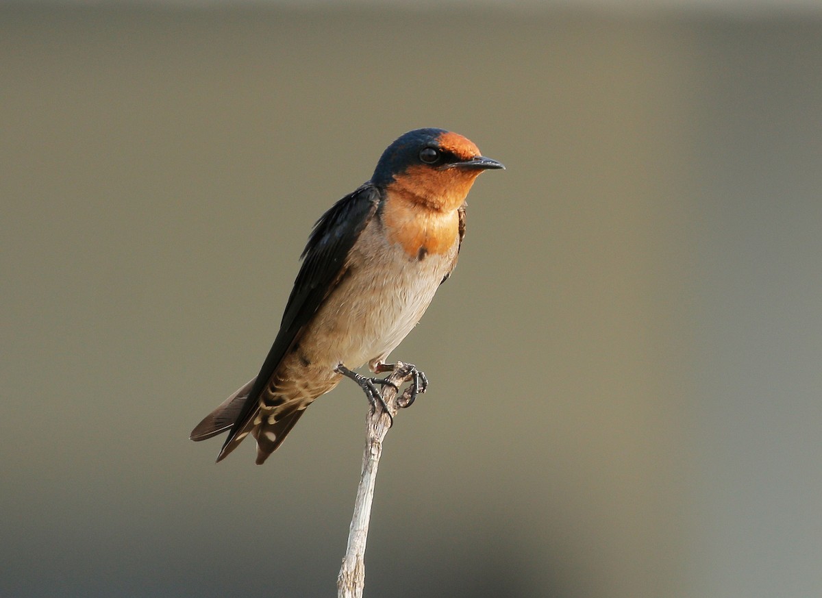 Pacific Swallow - ML90684691