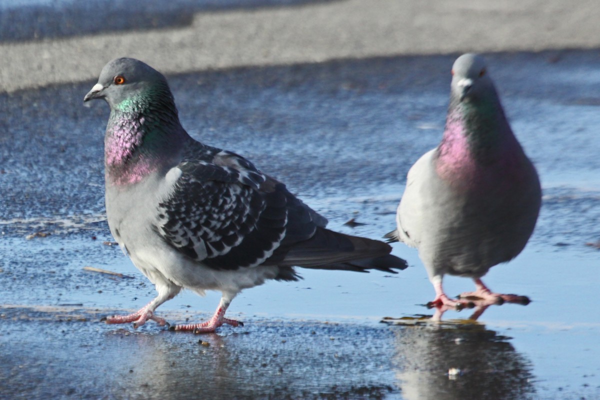 Rock Pigeon (Feral Pigeon) - ML90684821