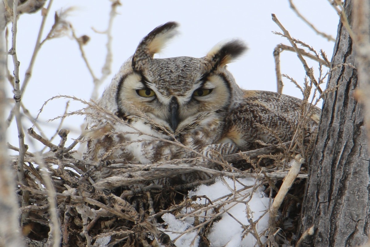 Great Horned Owl - ML90685621