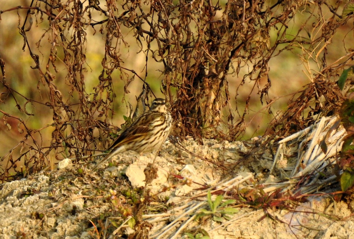 Rosy Pipit - Liao Tzu-Chiang