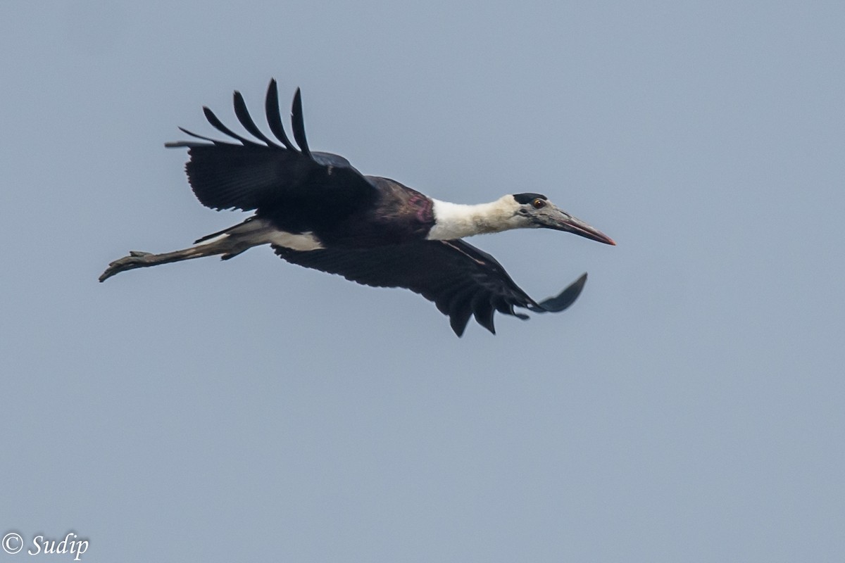 Asian Woolly-necked Stork - Sudip Ghosh