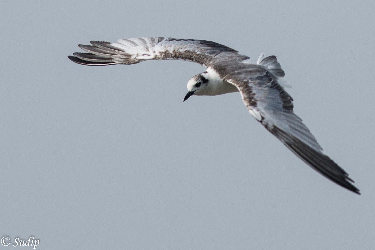 White-winged Tern - ML90687271