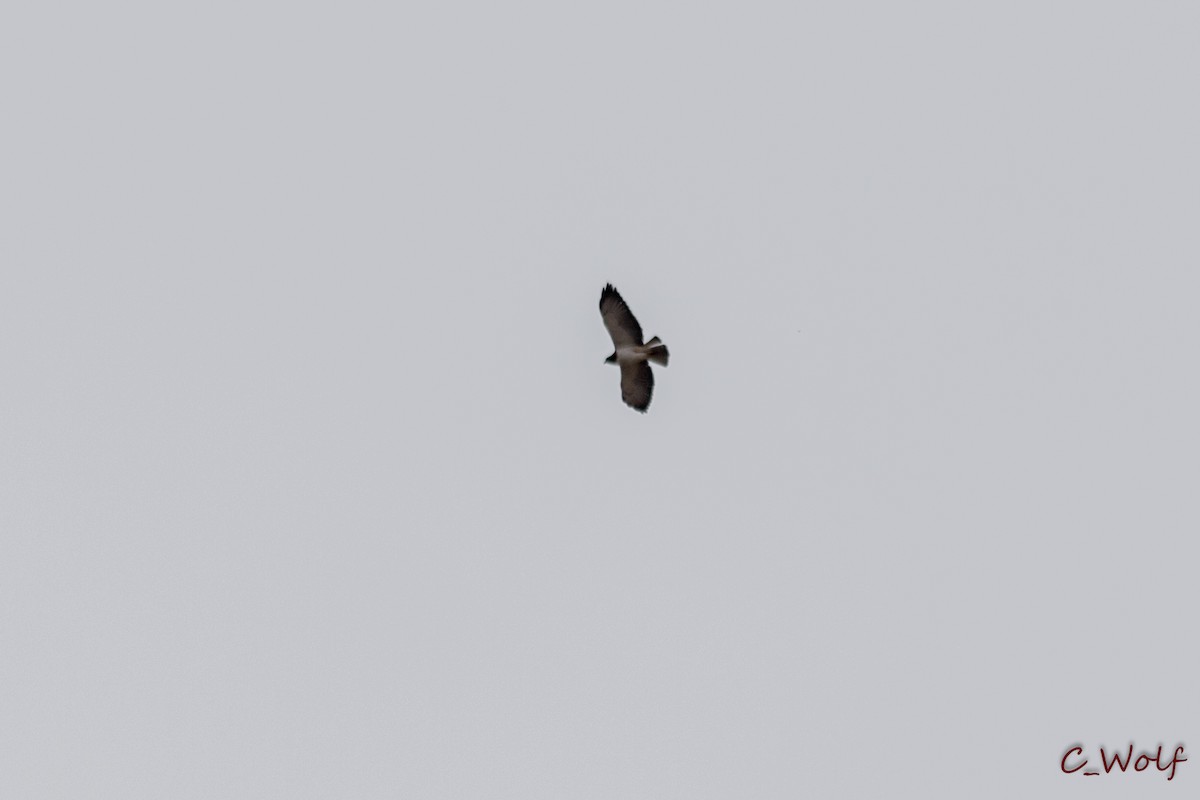 Short-tailed Hawk - ML90687481