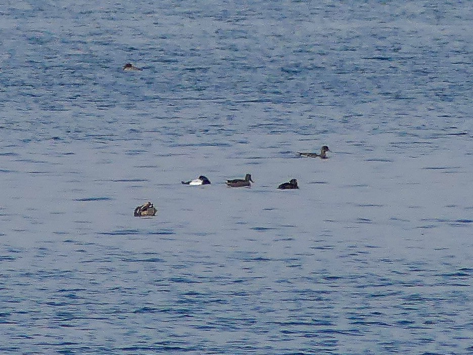 Greater Scaup - Mike Prince