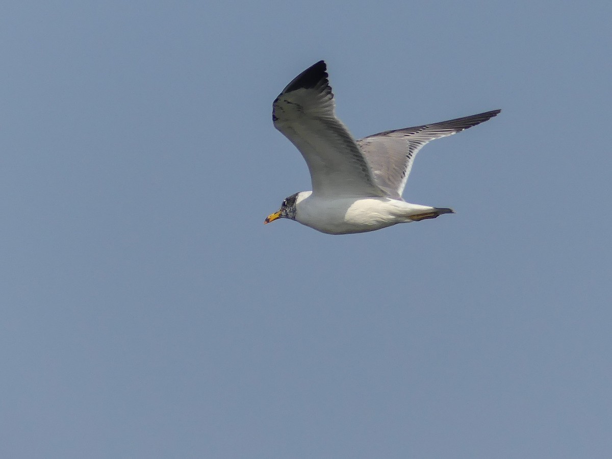 Pallas's Gull - Mike Prince