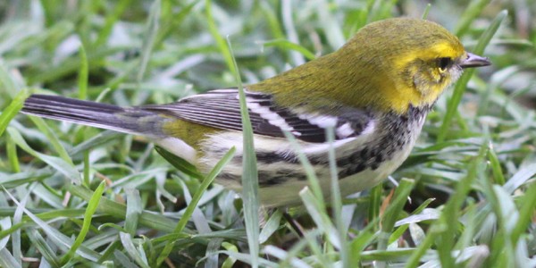 Black-throated Green Warbler - ML90696431