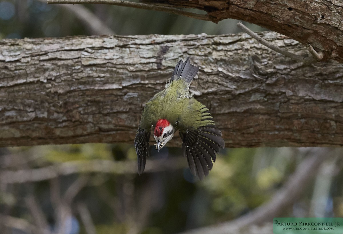 Cuban Green Woodpecker - ML90701691