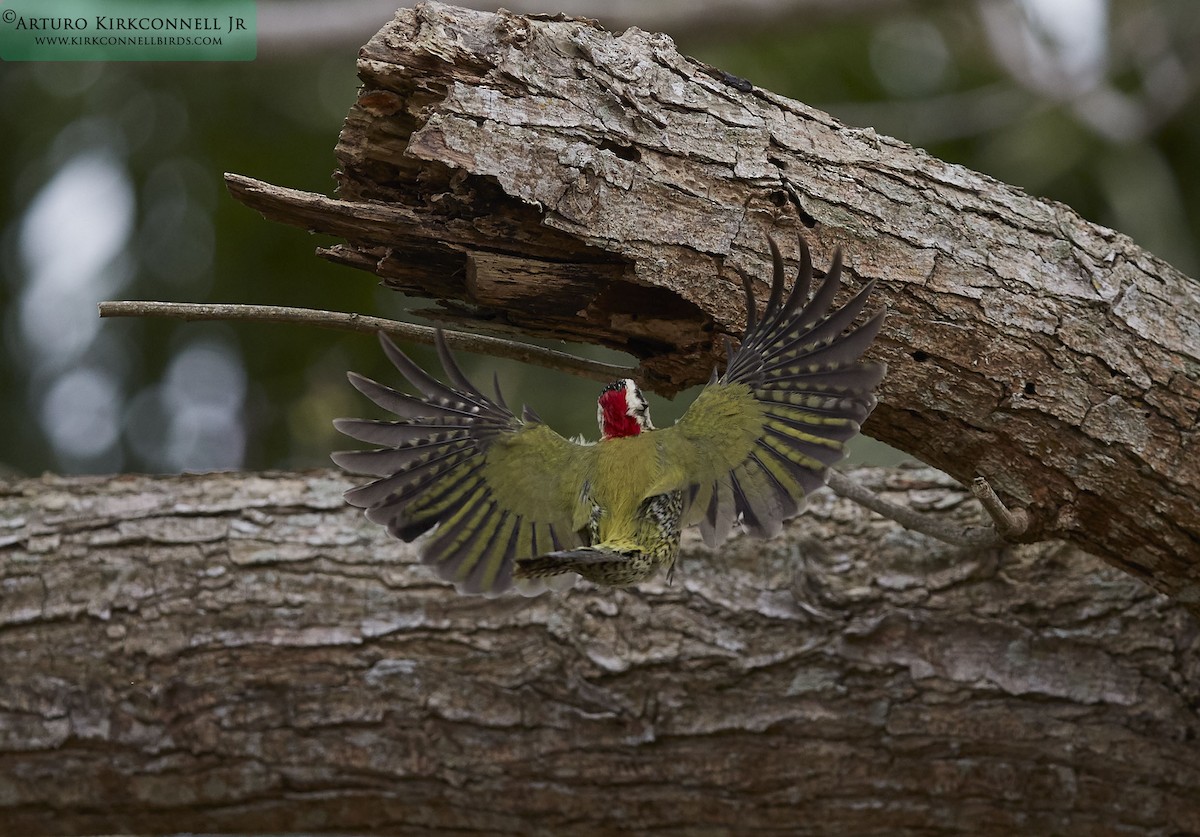Cuban Green Woodpecker - ML90701701