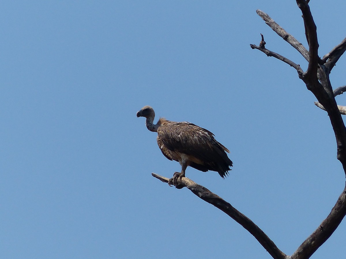 Indian Vulture - ML90702851