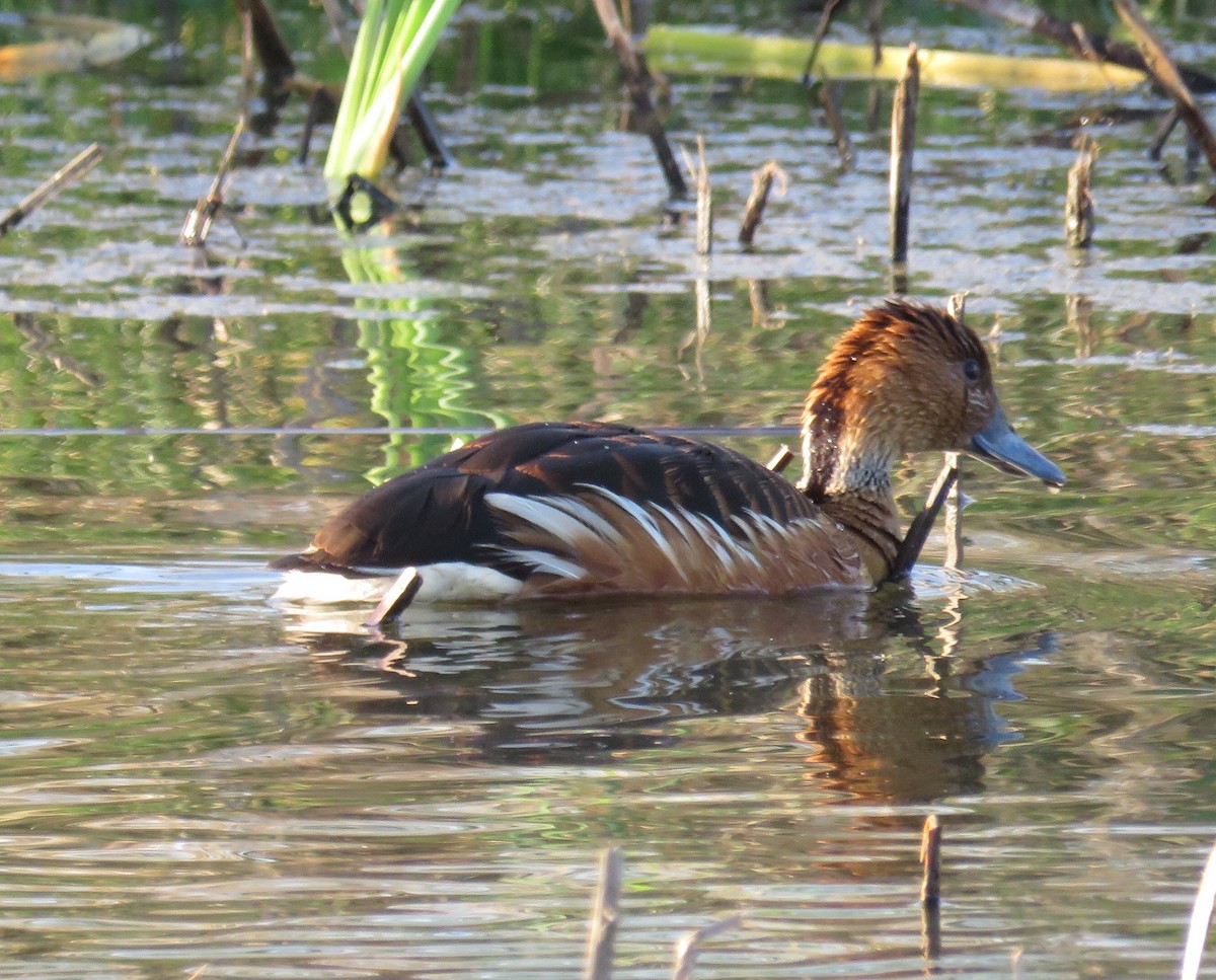 Fulvous Whistling-Duck - Lisa Cancade Hackett