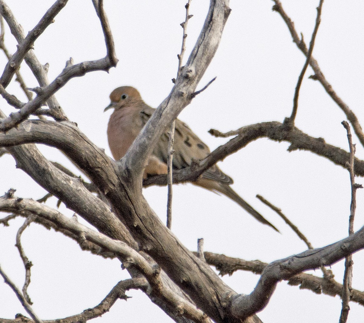 Mourning Dove - Dale Pate
