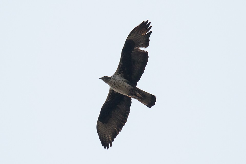 Bonelli's Eagle - Wich’yanan Limparungpatthanakij