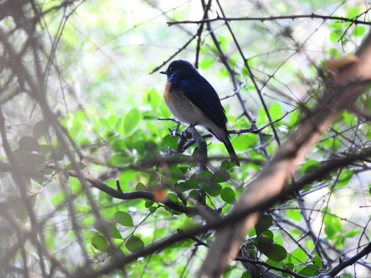 Blue-throated Flycatcher - Sivakumar Ramasamy
