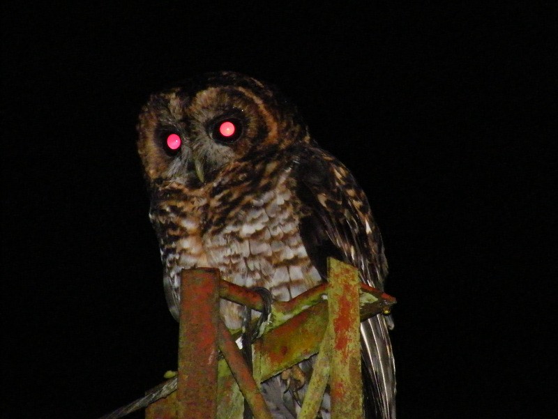 Rufous-banded Owl - Jeff Harding